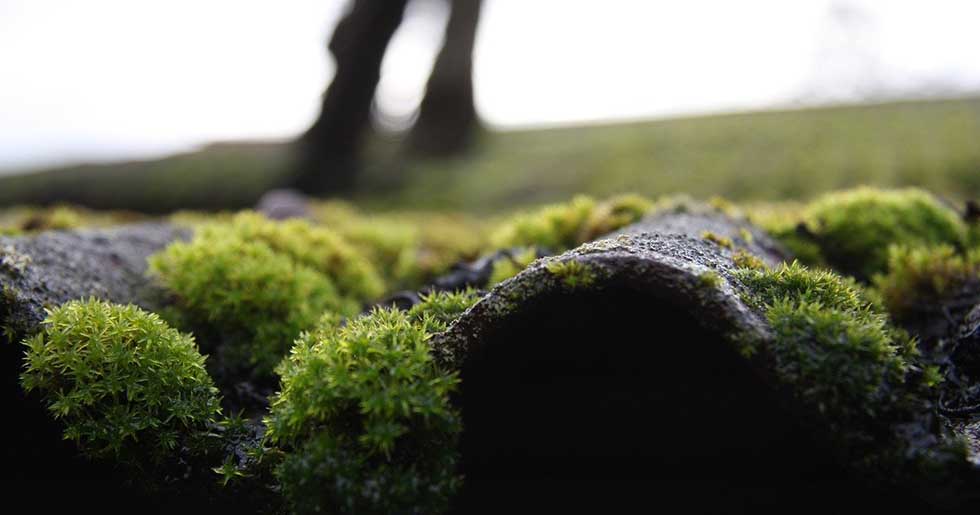 How to Remove Moss from Roof with Detergent