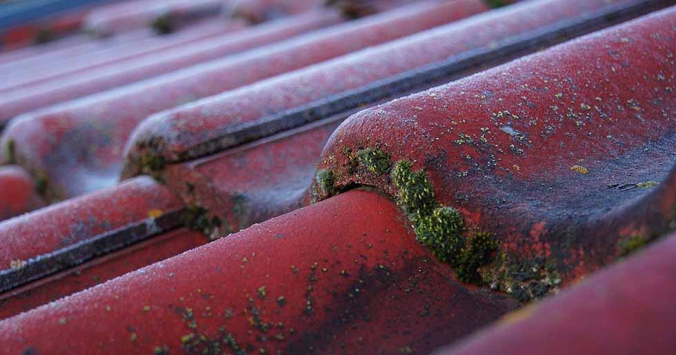 roof shingles with moss