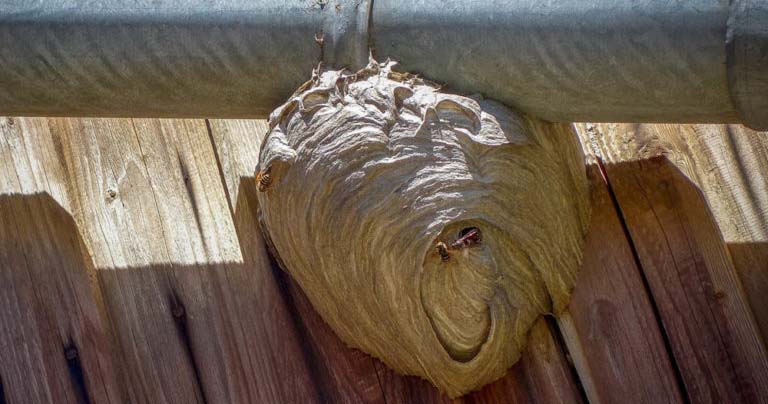 wasp nest by the gutter